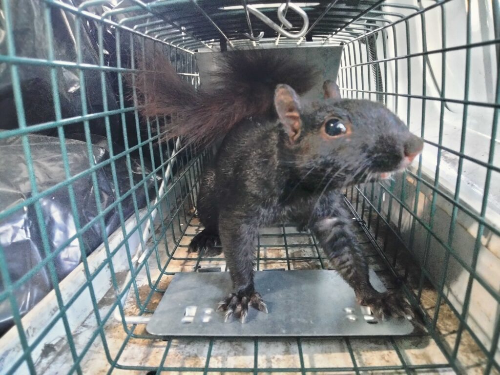 Squirrel Removal West Bloomfield