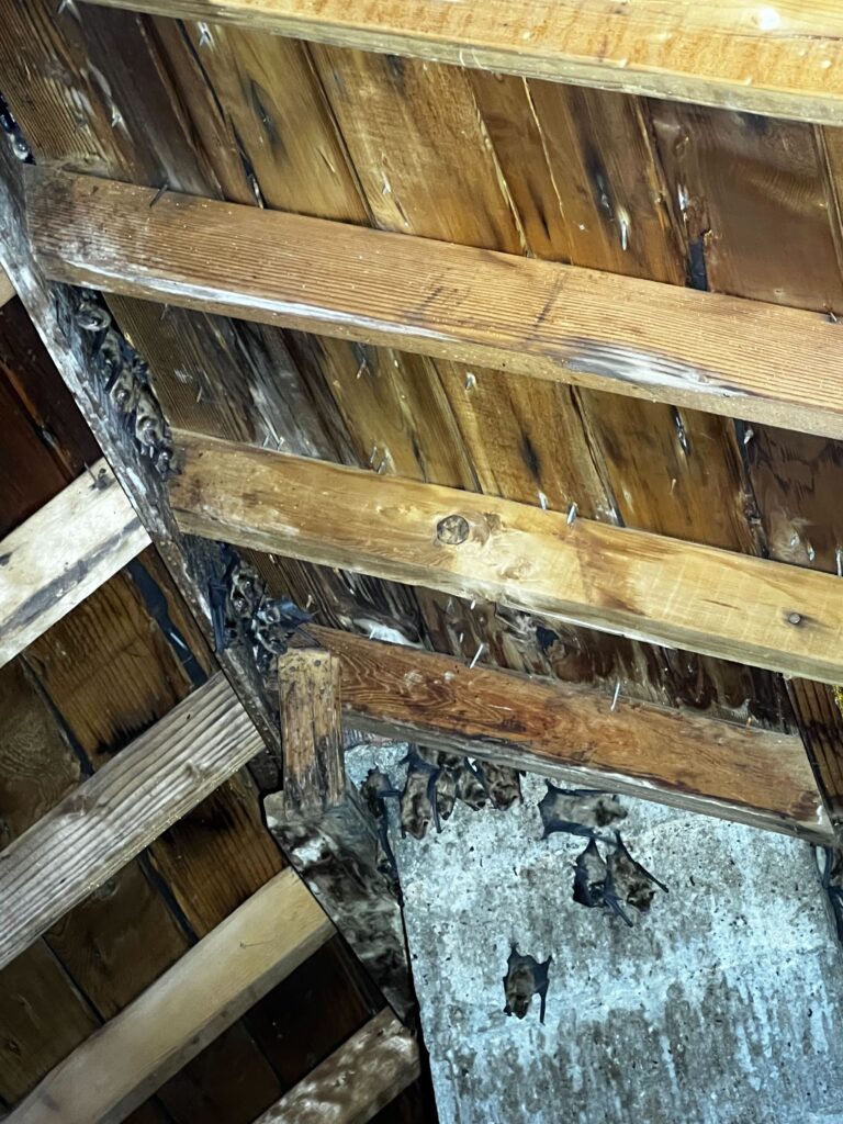 Squirrel Removal West Bloomfield